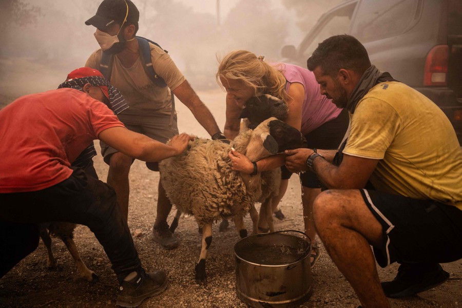 Four people work to restrain two sheep on a gravel road, as the air fills with wildfire smoke.