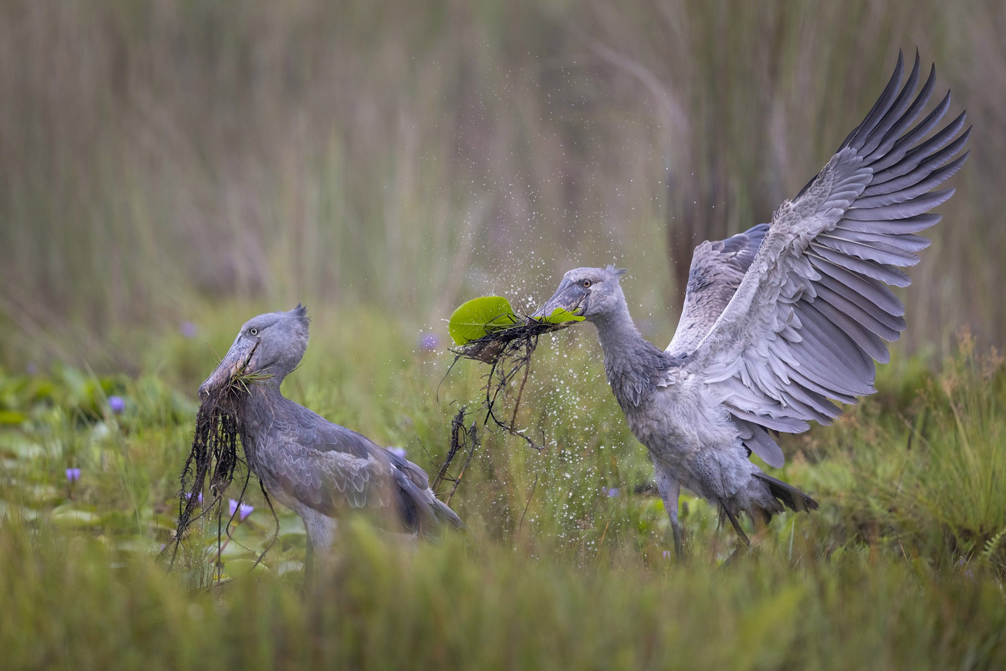 A pair of shoebill storks carry plant material in their beaks in a wetland area.