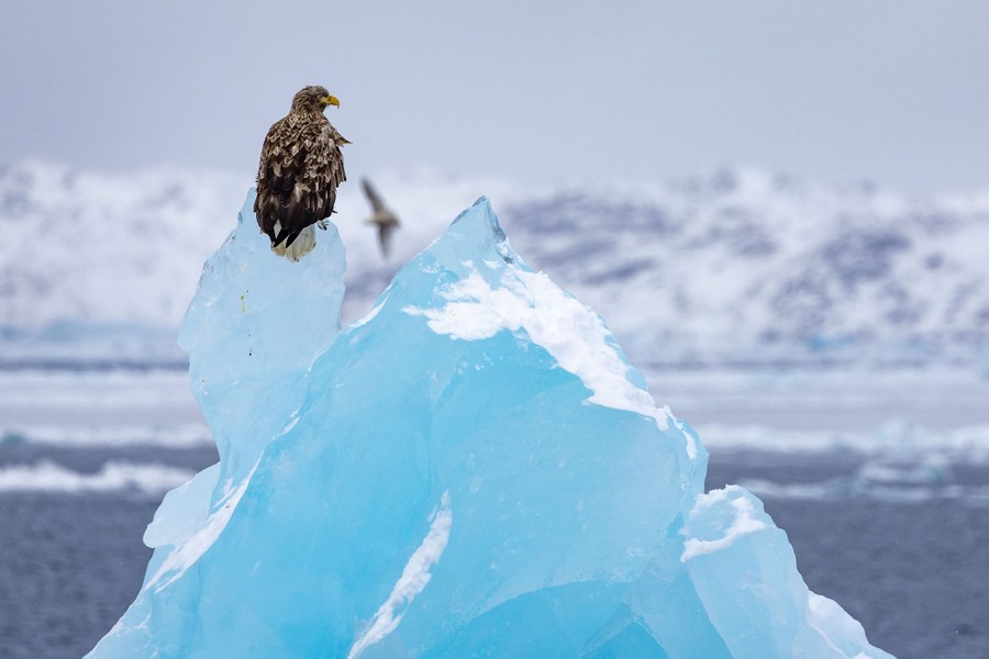 An eagle perches on an iceberg.