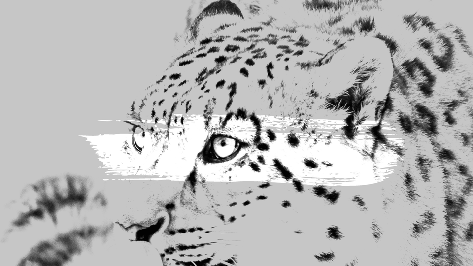 An illustration of a snow leopard