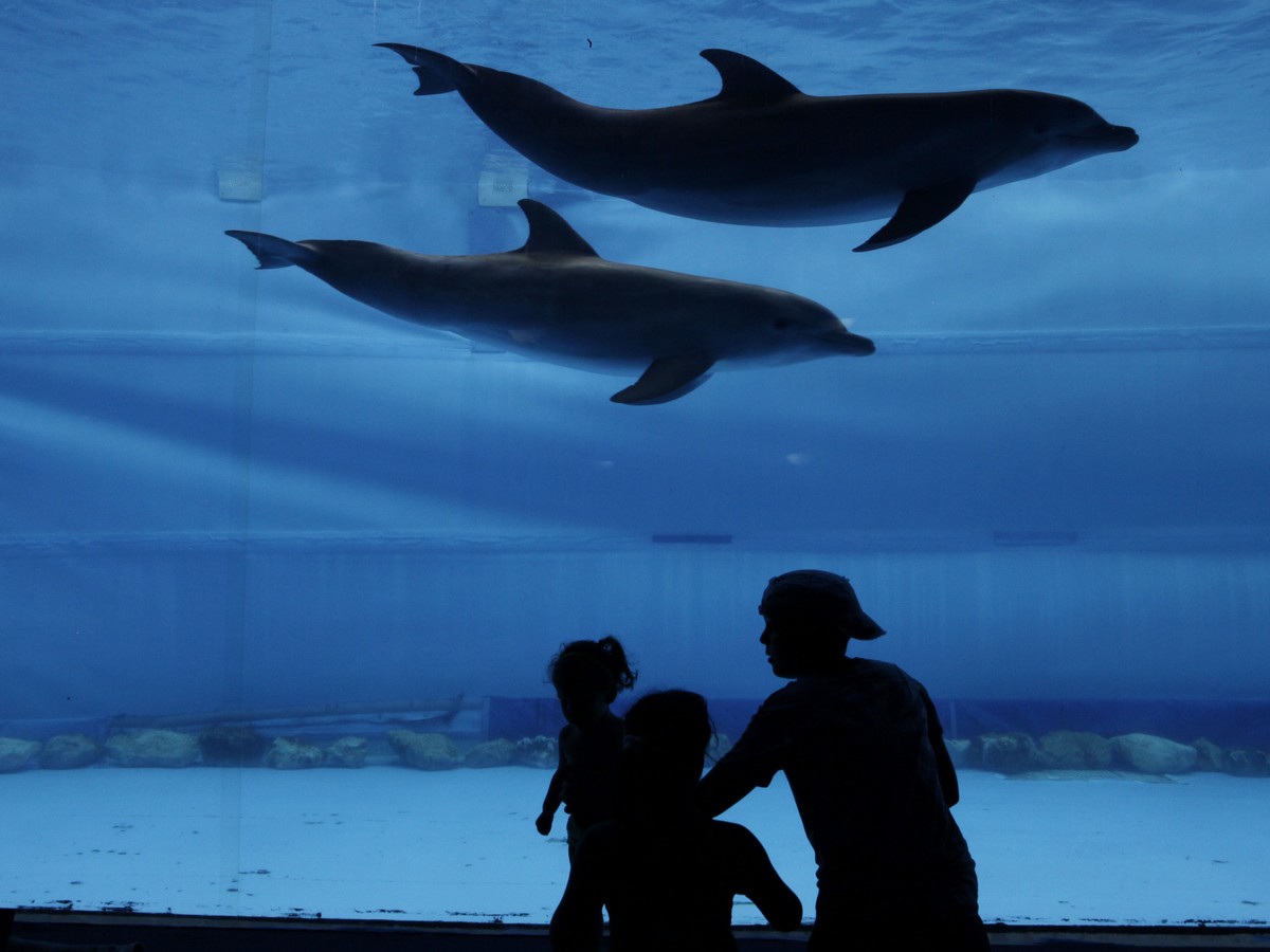 Can A Dolphin Really Commit Rape