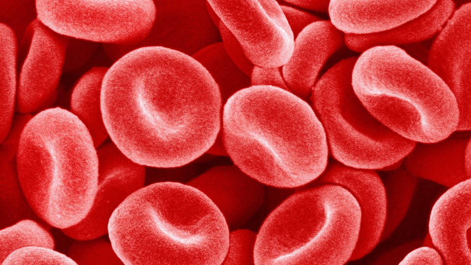 A microscopic-level photograph of red blood cells