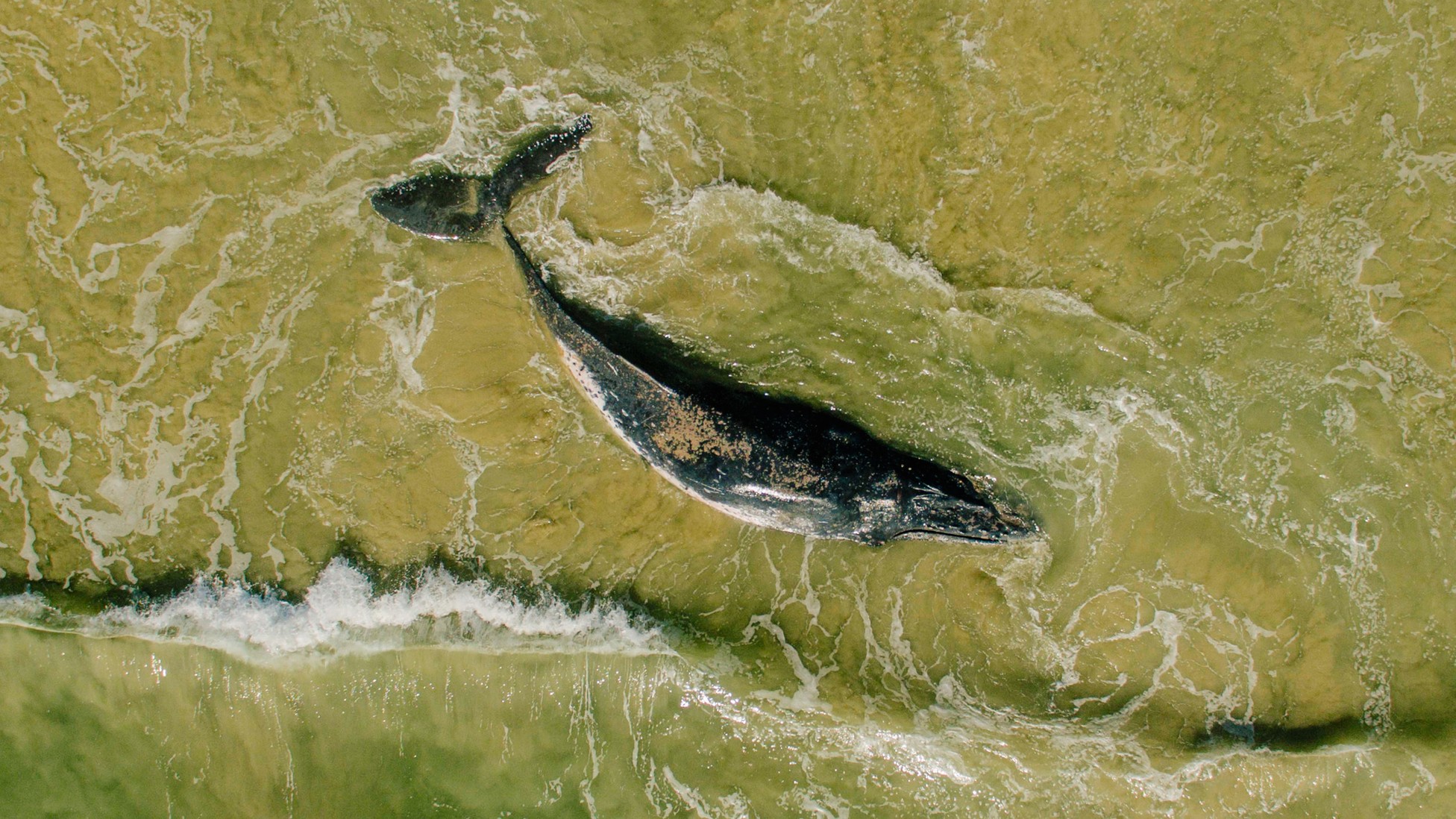 Satellites Can Now Spot Beached Whales From Space - The Atlantic