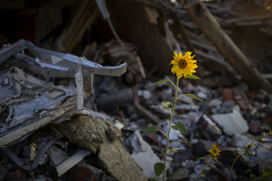 A small sunflower grows amid the debris of a bombed-out house.