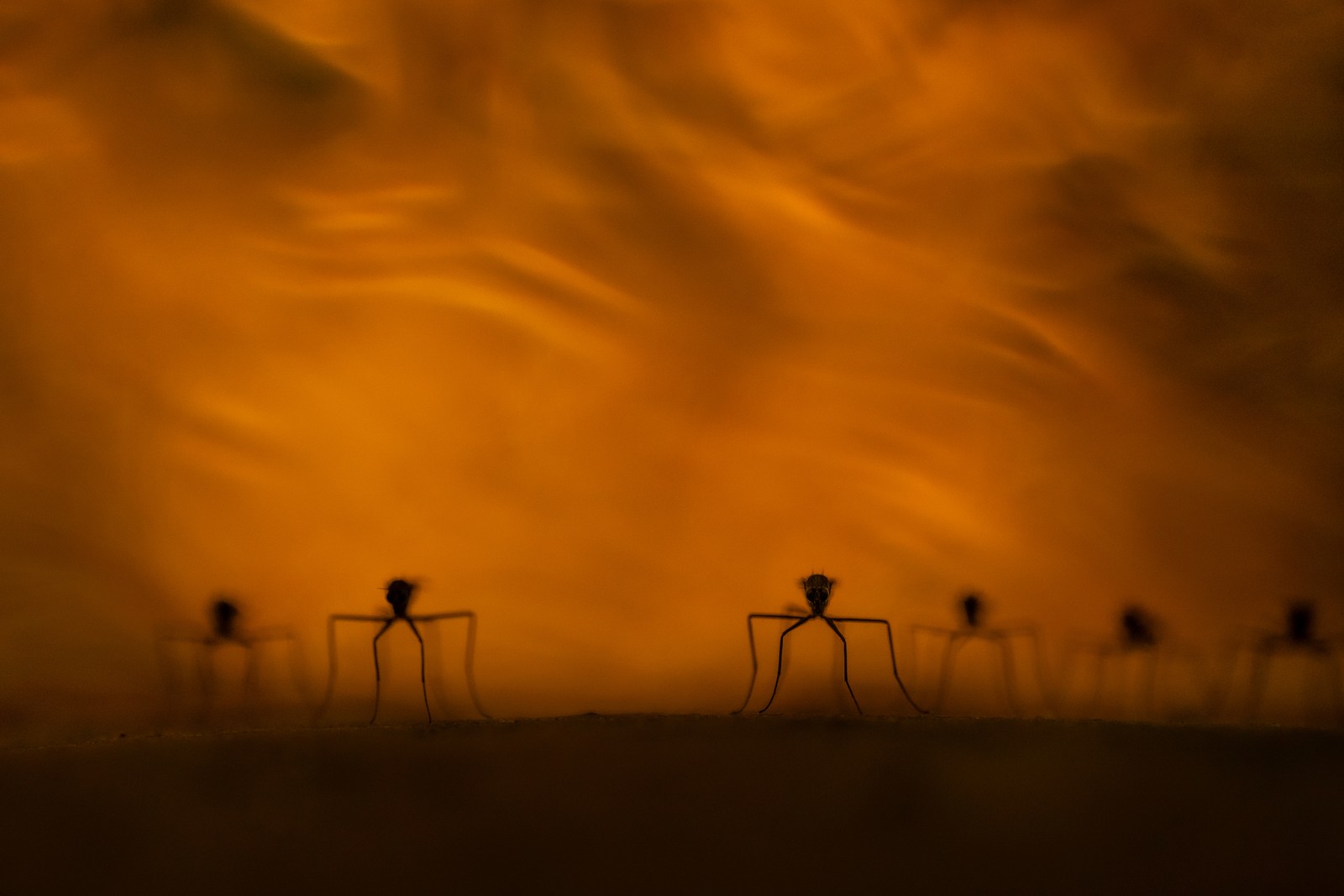 Six mosquitoes, seen in silhouette against a blurry sunlit backdrop
