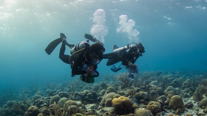 Two scuba divers swim along a coral reef.