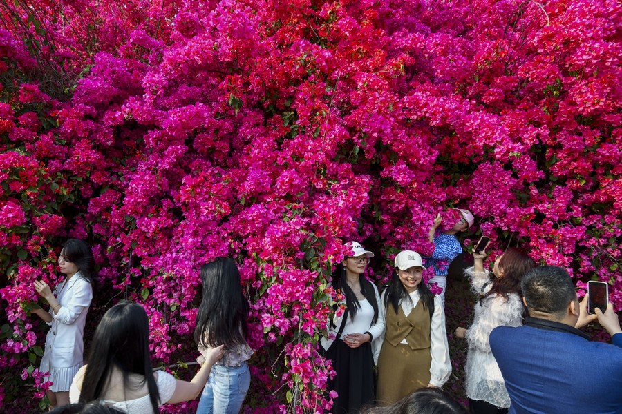 Tourists pose for photos in front of a wall of bright blooming bougainvillea flowers.