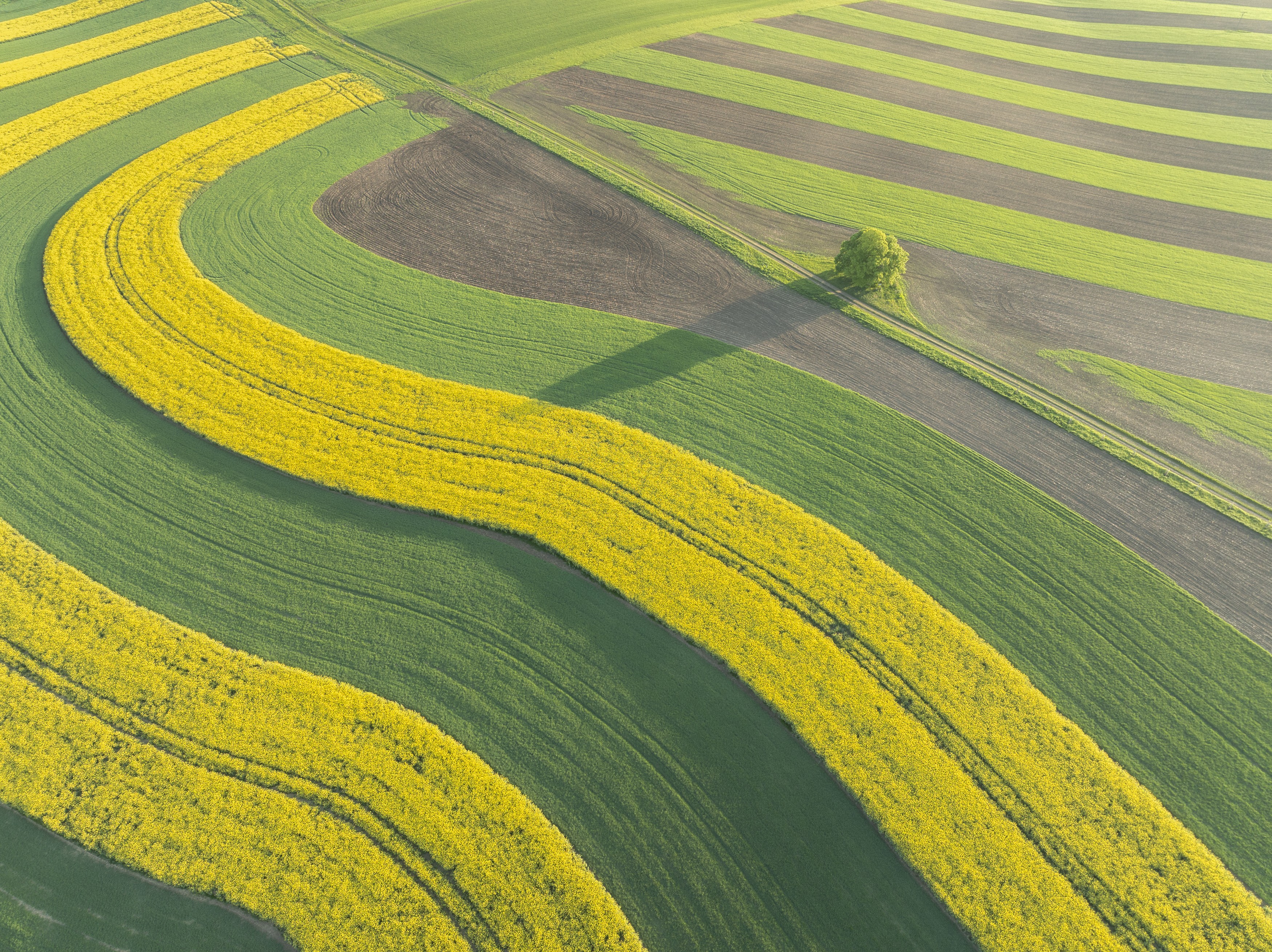 An aerial view of curving rows of plants growing in a farm field