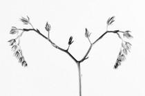 A black-and-white photo of a flower stem that mimics the shape of fallopian and uterine tubes