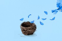 A blue bird dropping feathers as it flies away from a nest