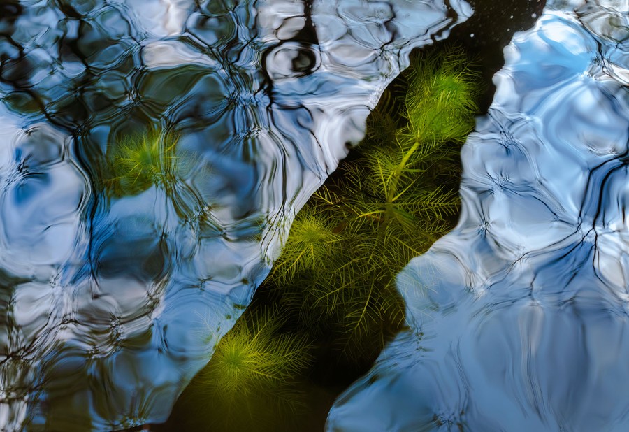 Looking down into the water of a canal, with underwater plants visible in the shadow of a fallen tree