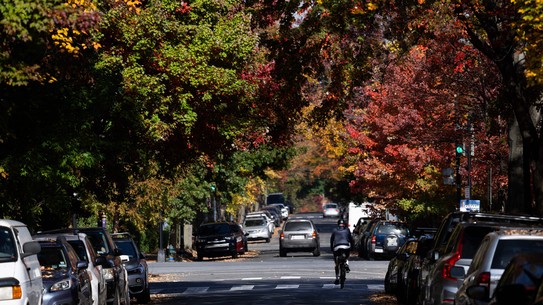 Fall leaves on a tree-lined streets in Washington, DC
