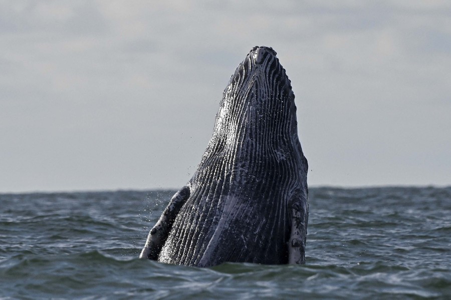The head of a humpback whale is seen above the surface of the Pacific Ocean.