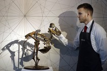 A dodo skeleton displayed by an employee of Christie's auction house.