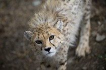 An Asiatic cheetah in Tehran