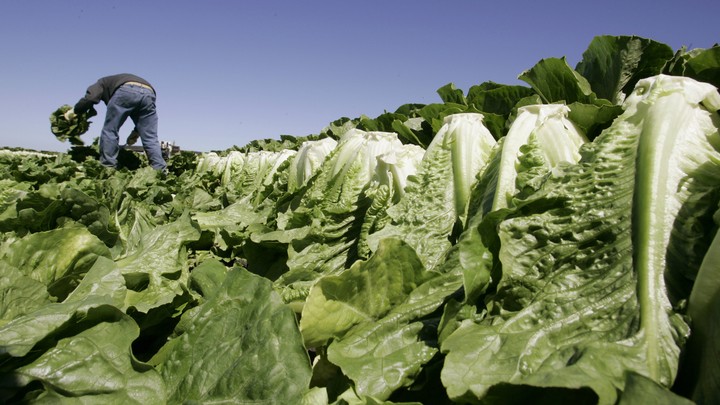A field of lettuce