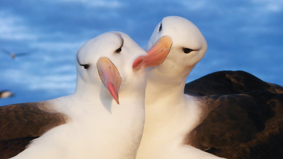 black-browed albatrosses in the Falklands
