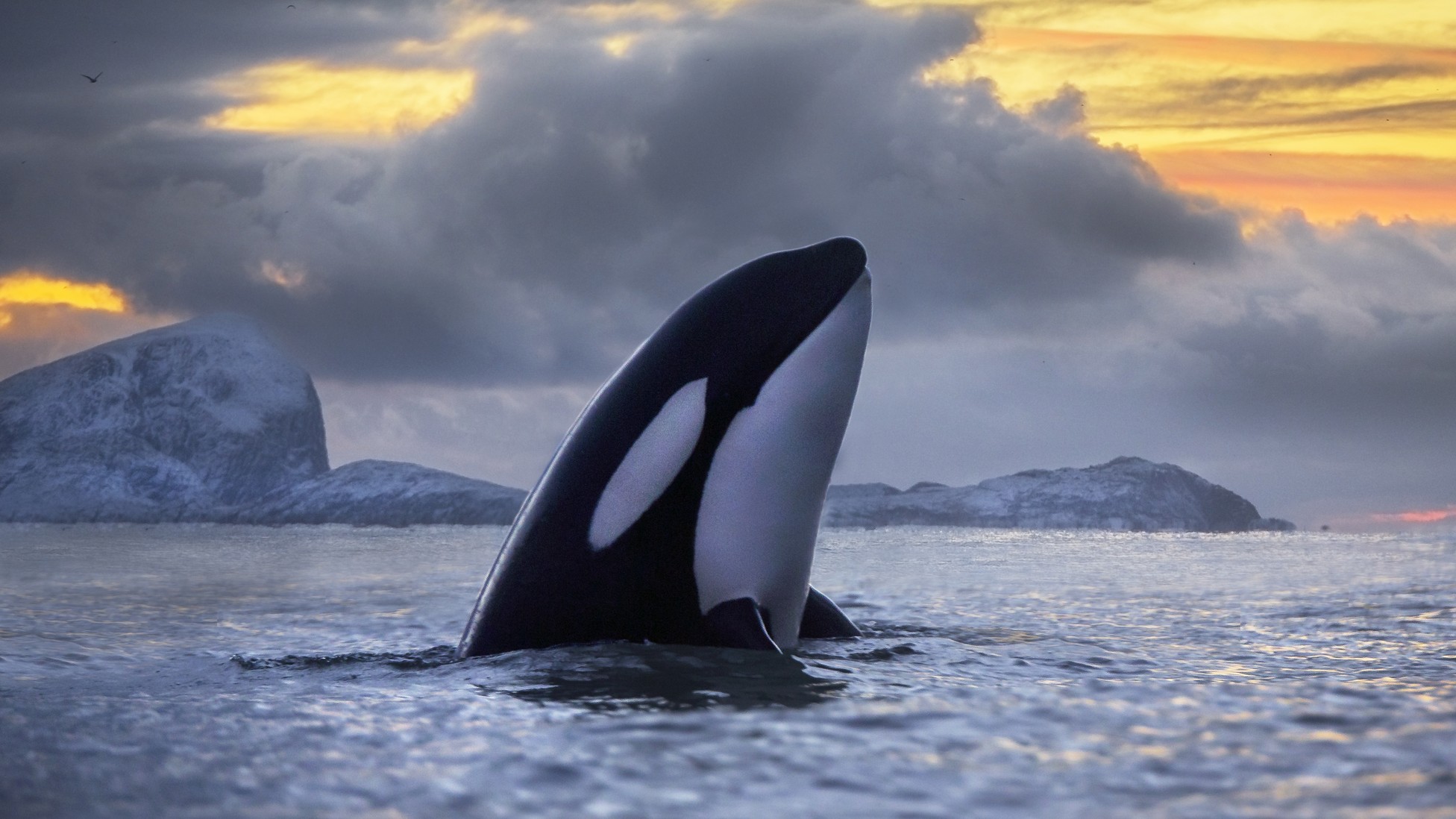 Pollutants Called PCBs Are Killing Killer Whales - The Atlantic