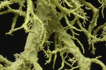 Wolf lichen