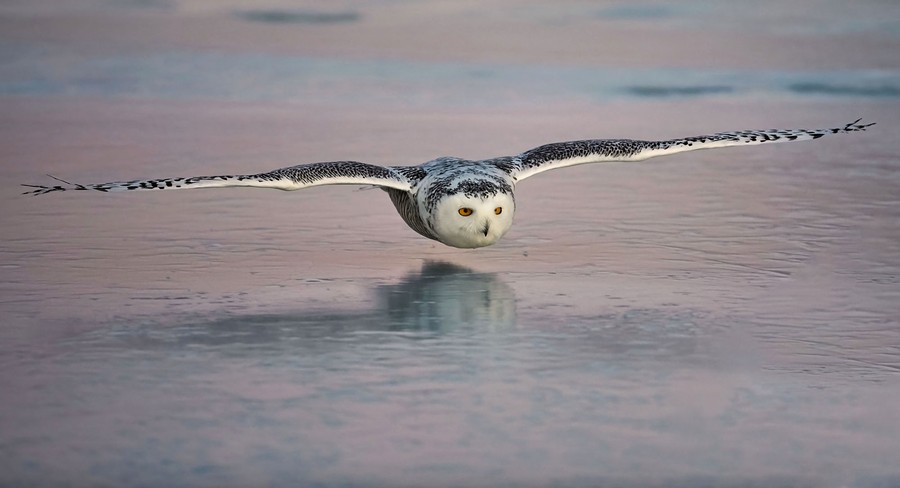 A snowy owl flies low, just inches from a stretch of ice.