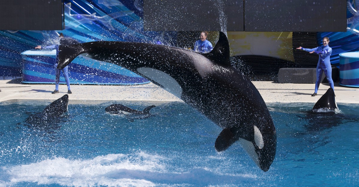 SeaWorld to Kill Killer-Whale Shows in San Diego to Stay Afloat - The ...