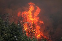 A large fire towers above a burning forest.
