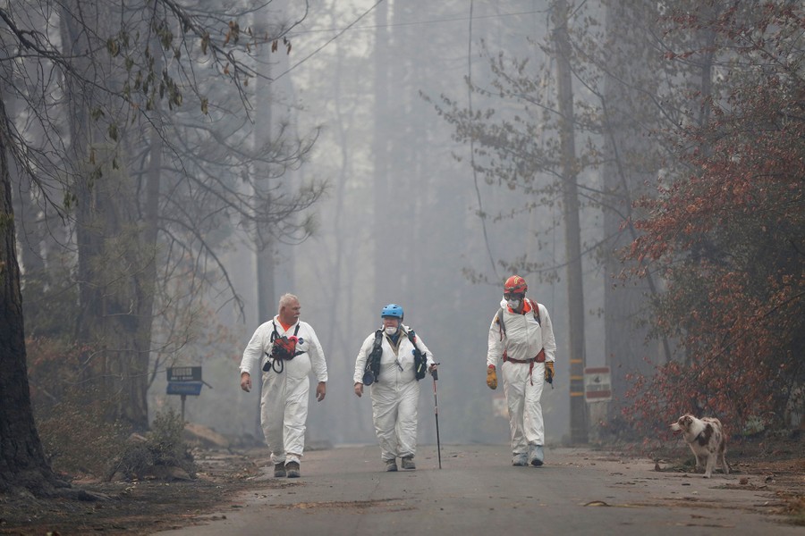 The Animals Of California S Devastating Camp Fire The Atlantic