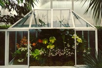 Orchids in a Wardian case