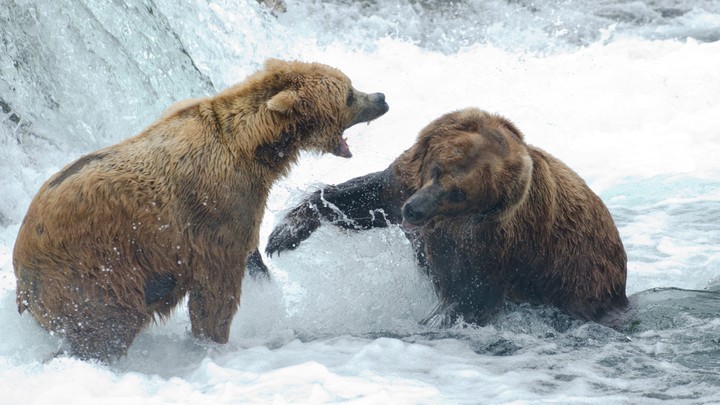 Watch a bear play in an Alaskan waterfall right from Google Earth