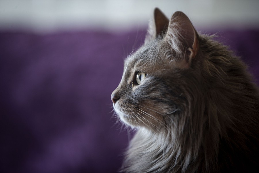 A profile image of a gray longhair cat.