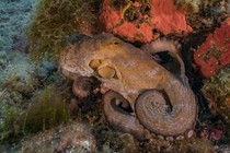 A common octopus