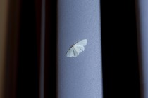 A small white moth on a light-blue curtain