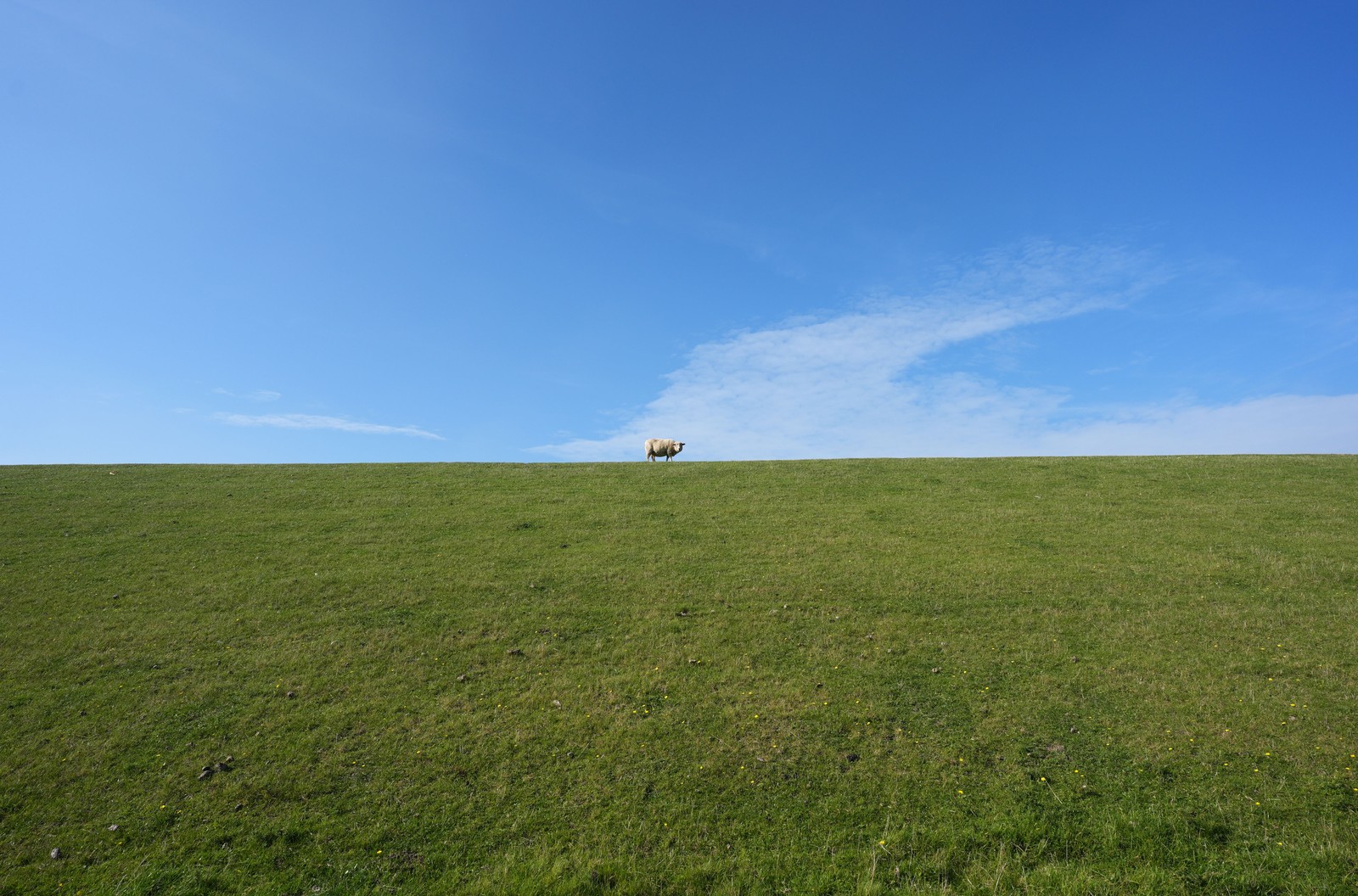 A single sheep stands atop a grass-covered dike.