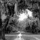 Spanish moss on live oaks