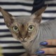 A hairless cat held by a person with bright blue nail polish