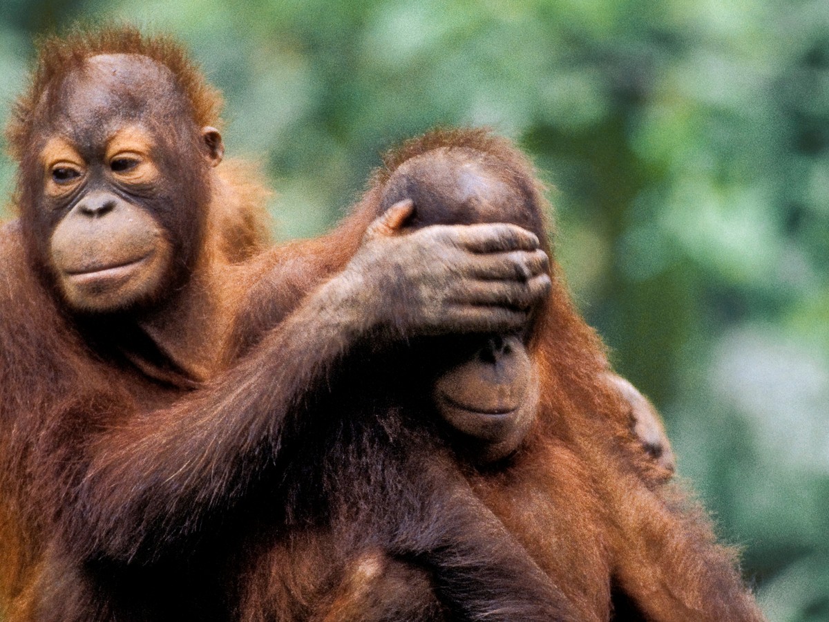 Great Apes Possess the Building Blocks of Humor - The Atlantic