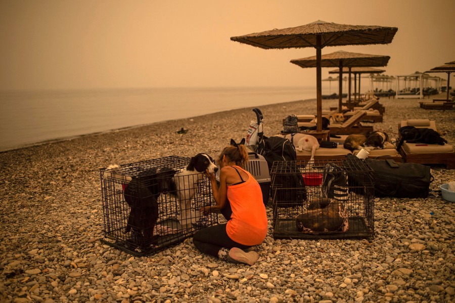 A woman cars for several pets in cages on a rocky beach under a smoky sky.