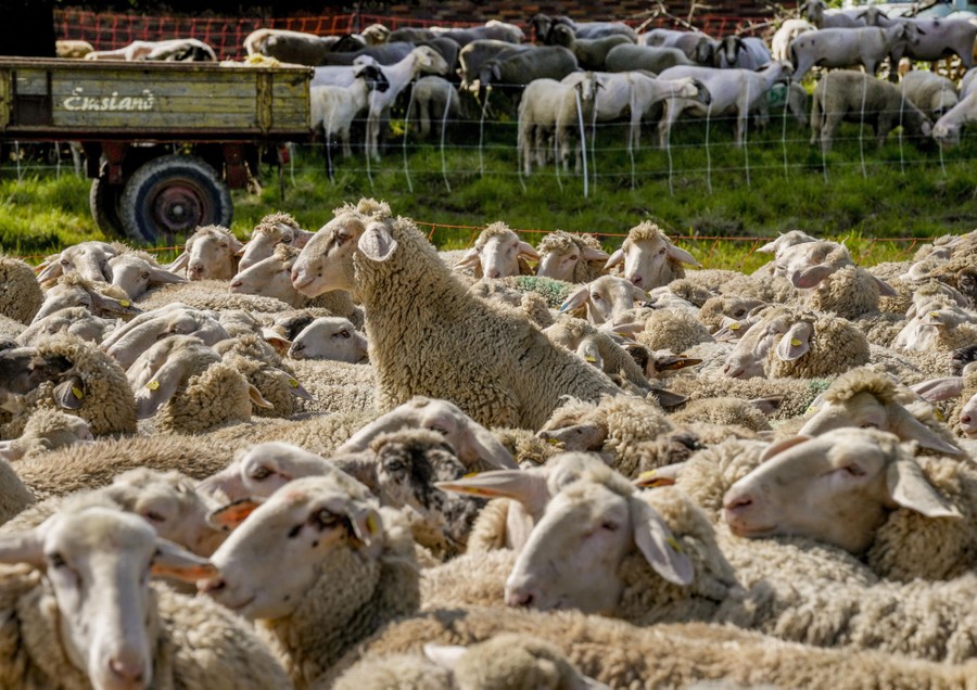 Dozens of sheep are gathered together in a pen.