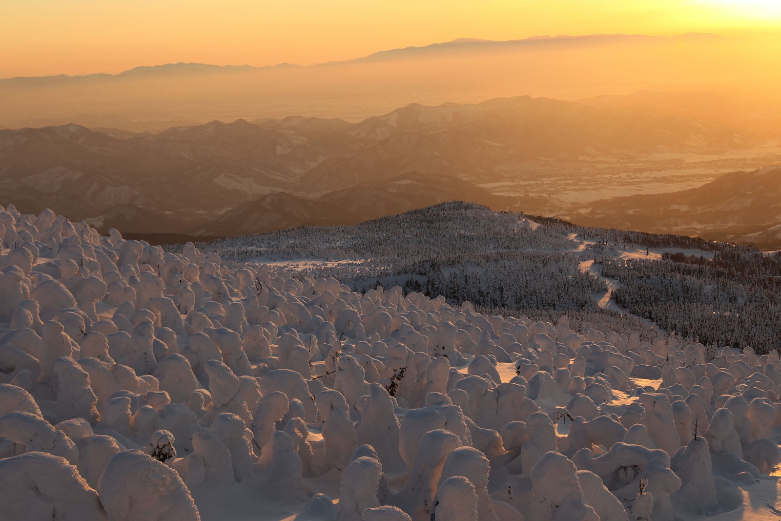 Snow-covered trees stand on a mountain slope, seen at sunset.