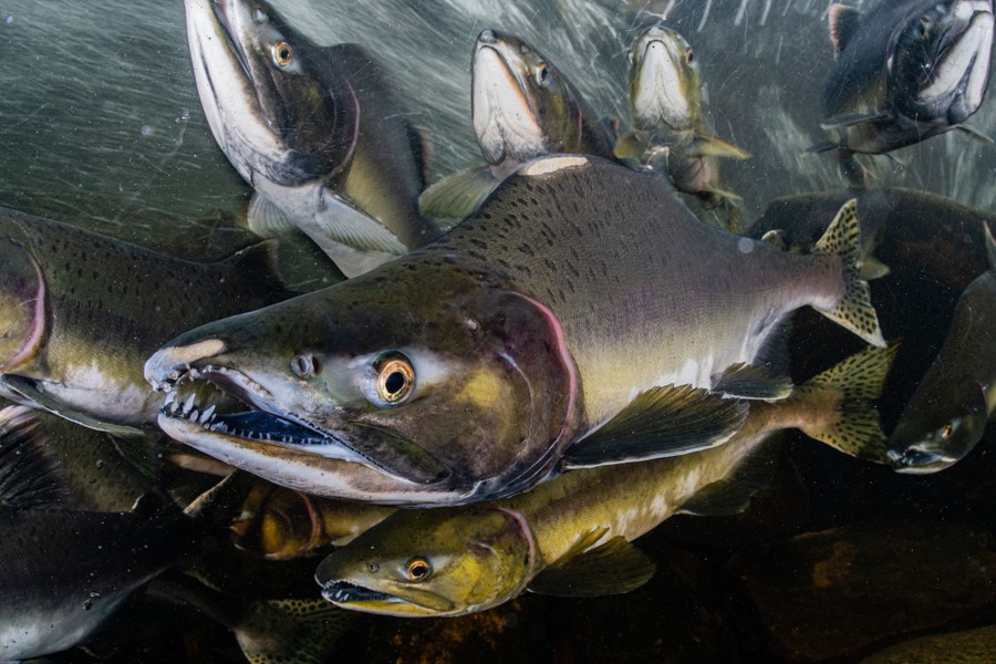About a dozen salmon are seen together, underwater, swimming against a vigorous current.