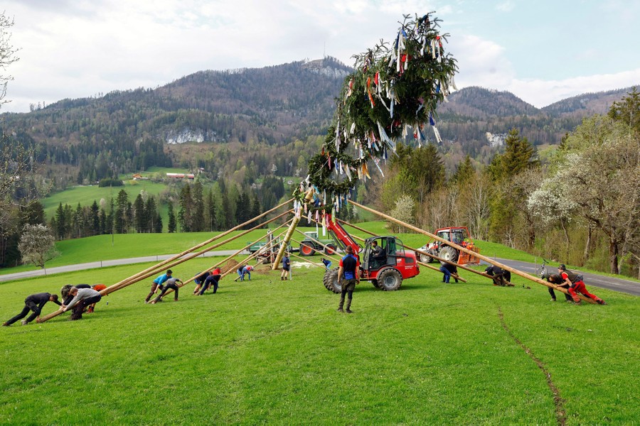 Farmers use wooden poles and a tractor to erect a maypole in a field.