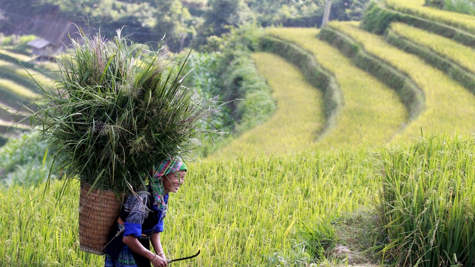 A Hmong woman carries long grass in a basket on her back in Vietnam.