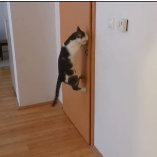 Fauna This Is Not An Indoor Cat The Atlantic
