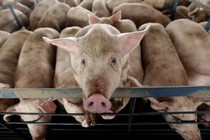 A pig looks out from its pen 