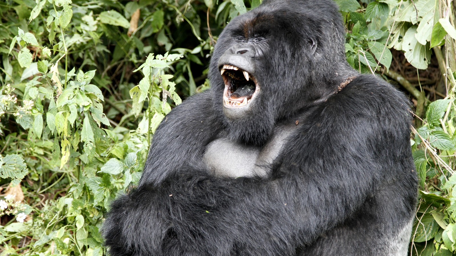 Gorilla Warfare: Why Are Apes Committing Mob Violence? - The Atlantic