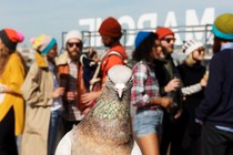 A close-up photo of a pigeon with people in the background