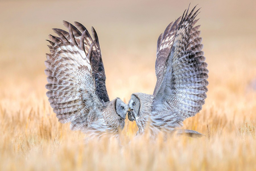 Two owls face each other in a field, wings outstretched, sharing a mouse.