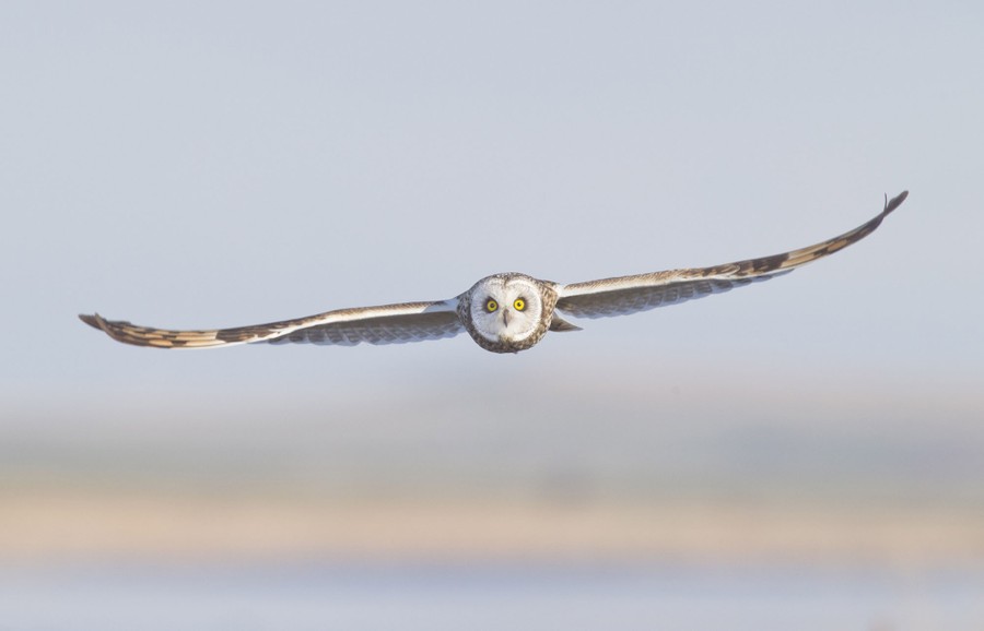 Fly or Die IO - Snowy Owl Fail  Fly or Die IO - Snowy Owl Fail Jumping  back into Fly or Die IO for another round of crazy flying shenanigans. We