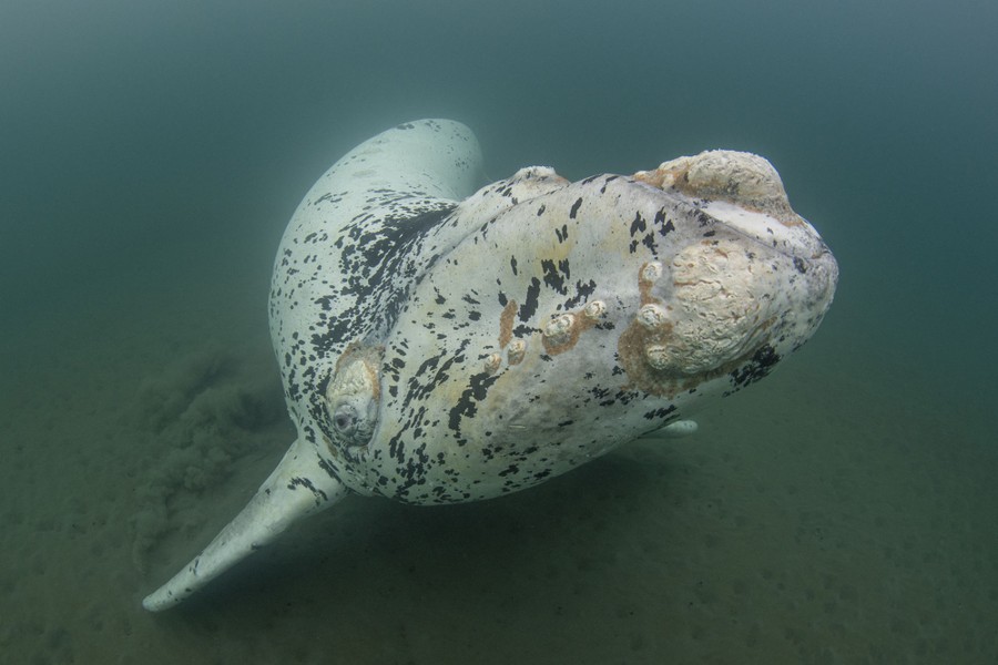 A white whale calf swims near the ocean floor.