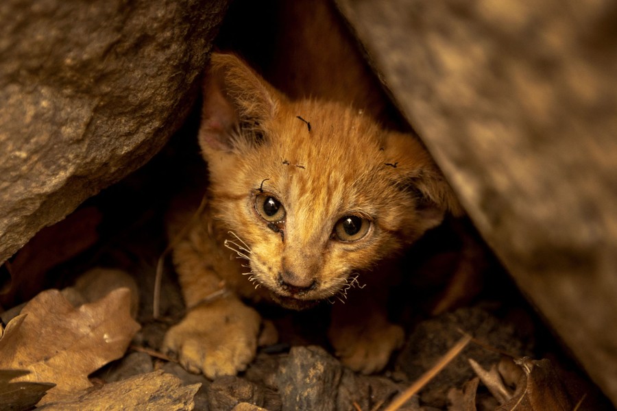 A kitten with singed whiskers hides beneath large rocks.